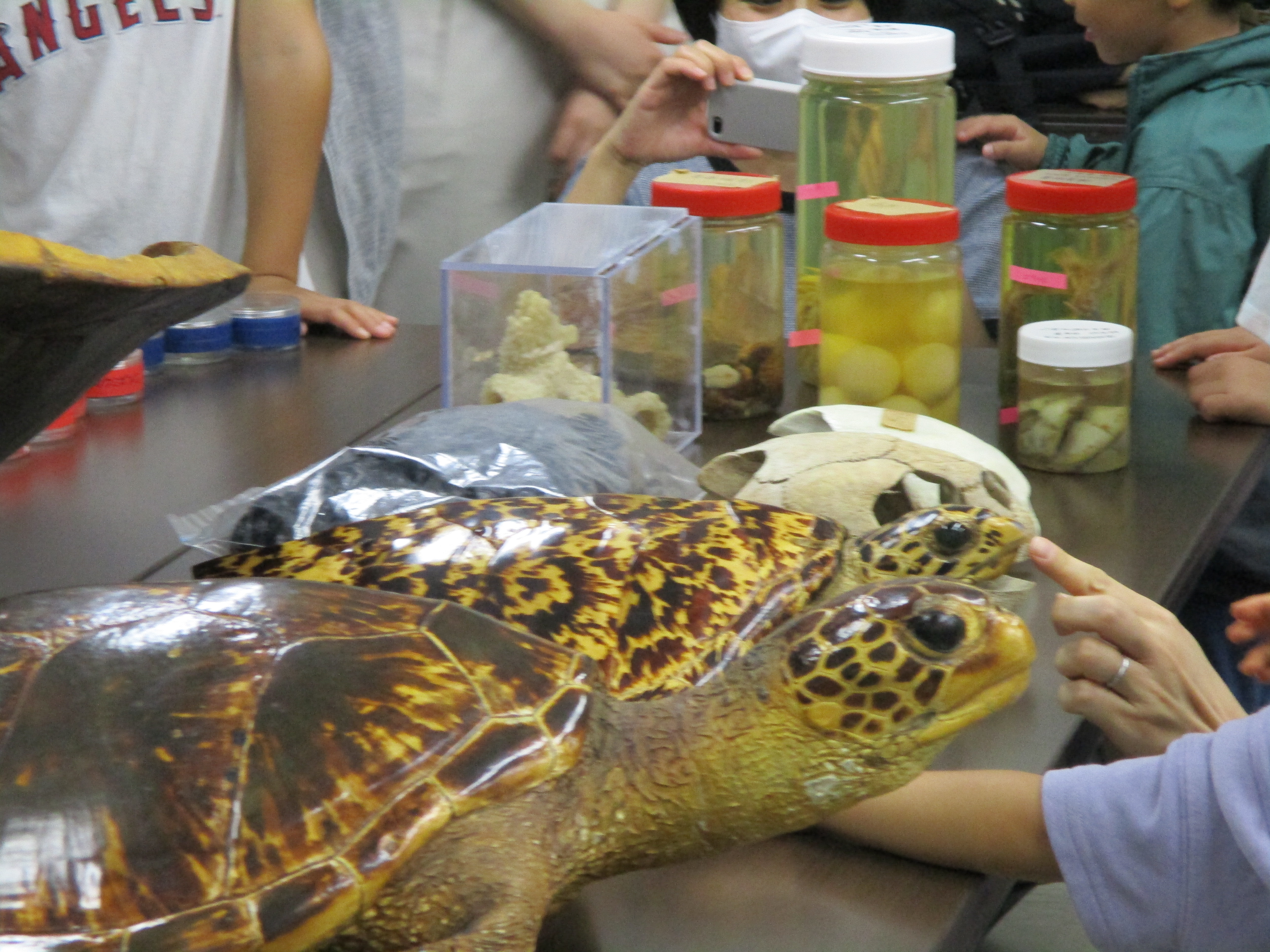 こども海洋講座『ウミガメってどんな生き物? これで君もウミガメ博士!!の様子の写真4
